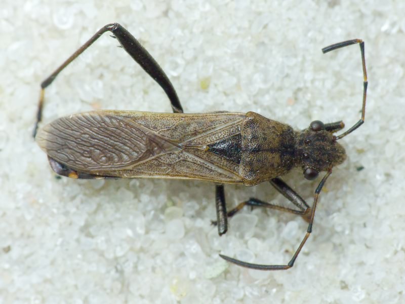 Alydus calcaratus (Linnaeus, 1758)
